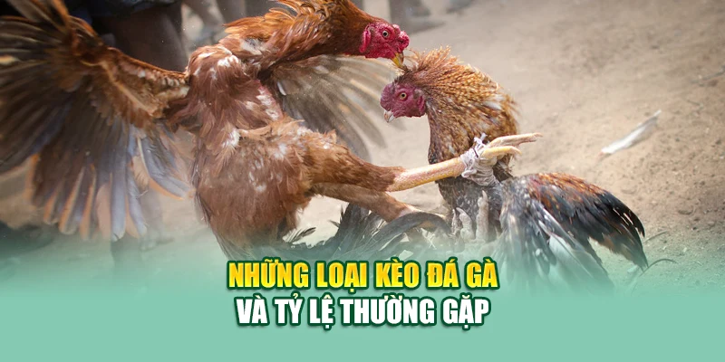 Những loại kèo đá gà và tỷ lệ thường gặp